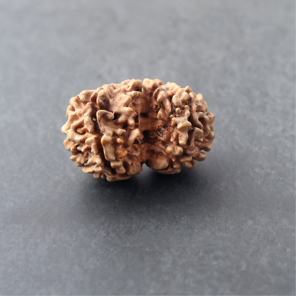 Siddh Gauri Shankar Rudraksha